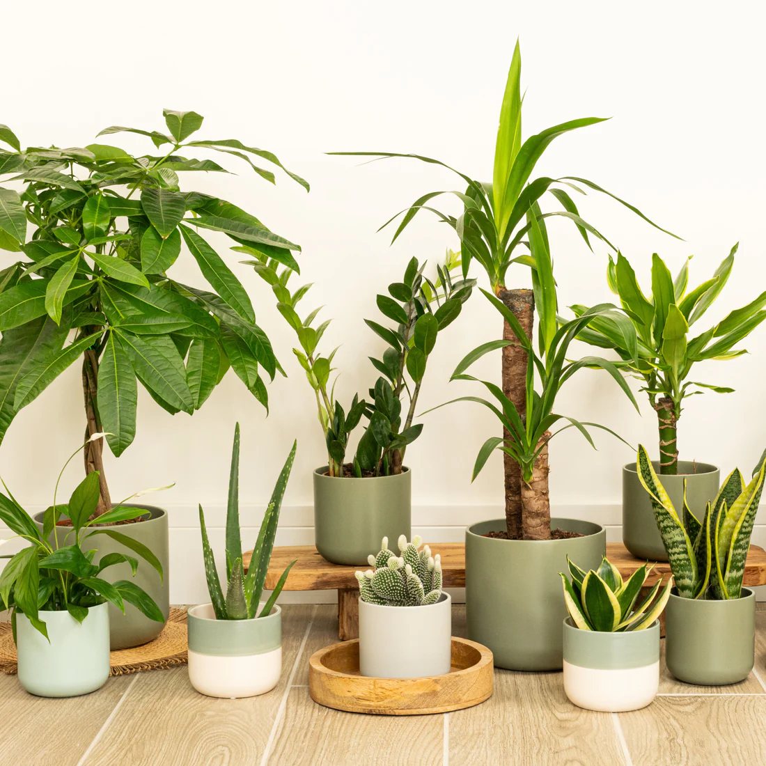 plants