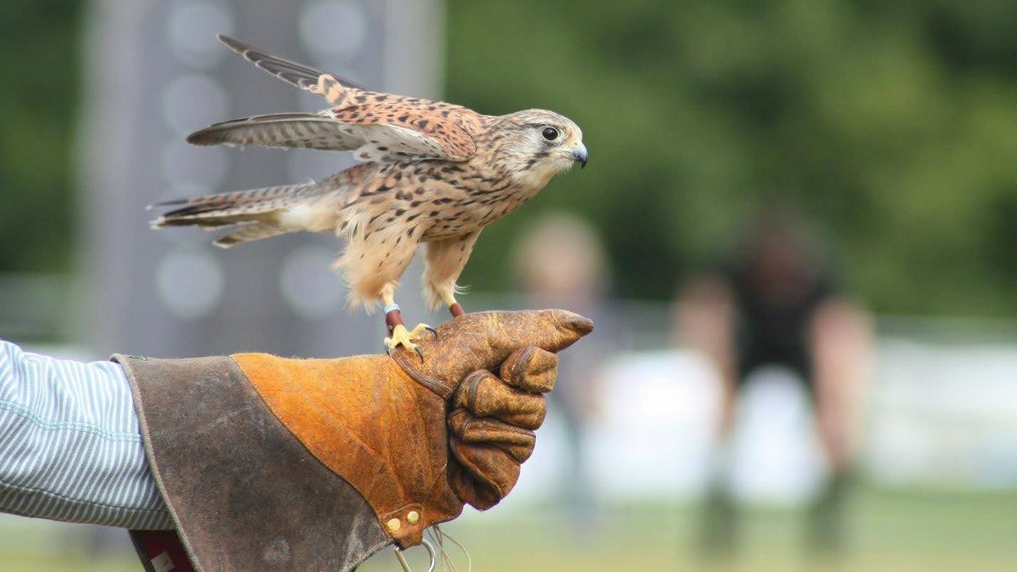 Falconry